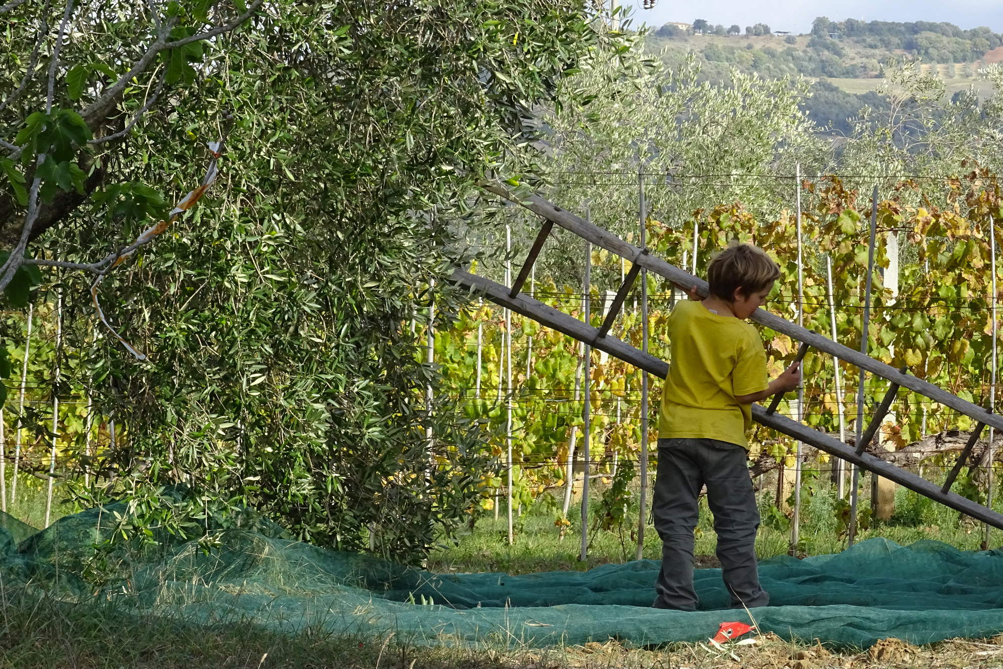 Natürlicher Toskana Wein und Oliven Suvereto